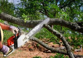 Professional Tree Removal and Landscaping Services in Wheeling, IL